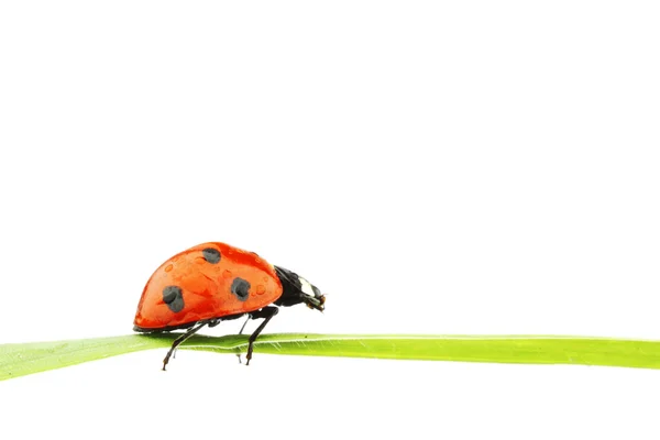 Coccinella sull'erba — Foto Stock