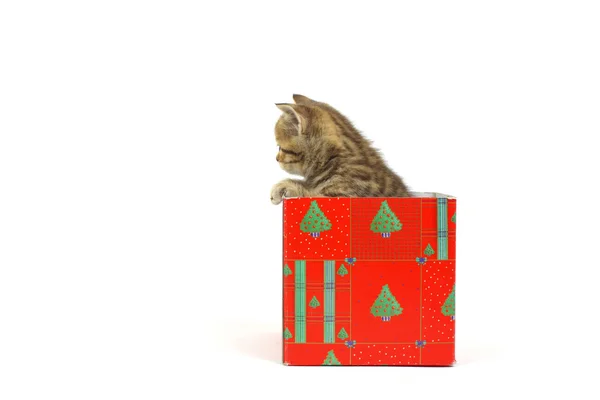 Cat in gift box Stock Picture