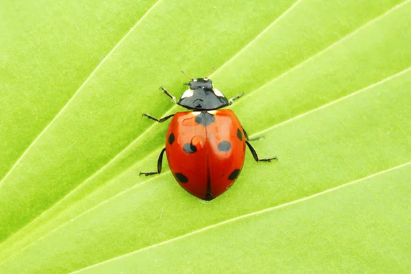 Lieveheersbeestje op blad Stockfoto