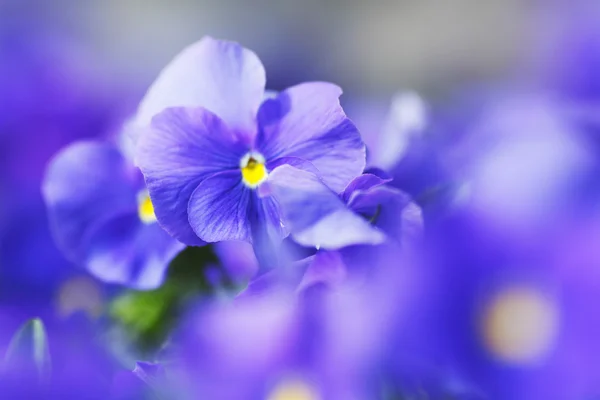 紫罗兰 — 图库照片