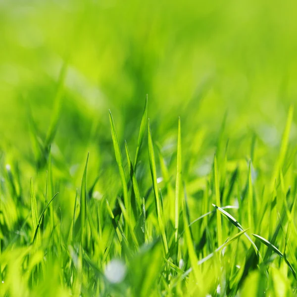 Green grass — Stock Photo, Image