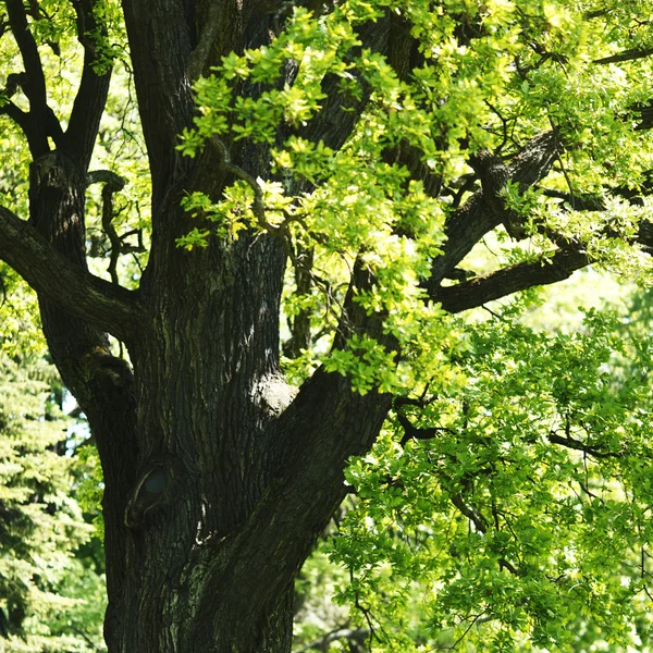 Oak branch — Stock Photo, Image