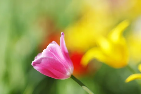 Bunte Tulpen — Stockfoto