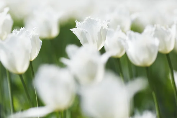 Tulipanes blancos —  Fotos de Stock