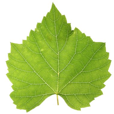 Vine leaf clipart