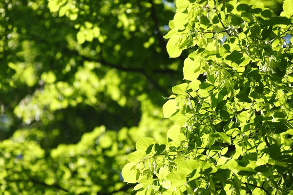 美丽的树叶 — 图库照片