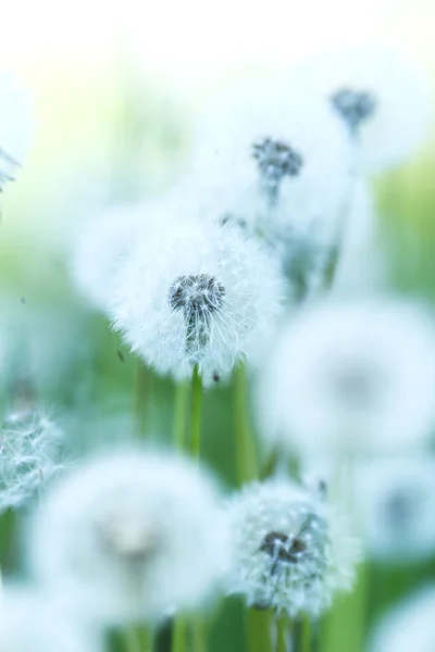 Beyaz dandelions — Stok fotoğraf