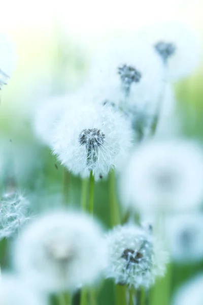 Witte paardebloemen — Stockfoto