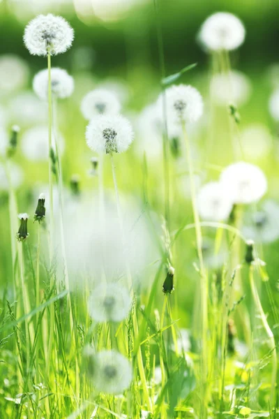 White dandelions — Stock Photo, Image