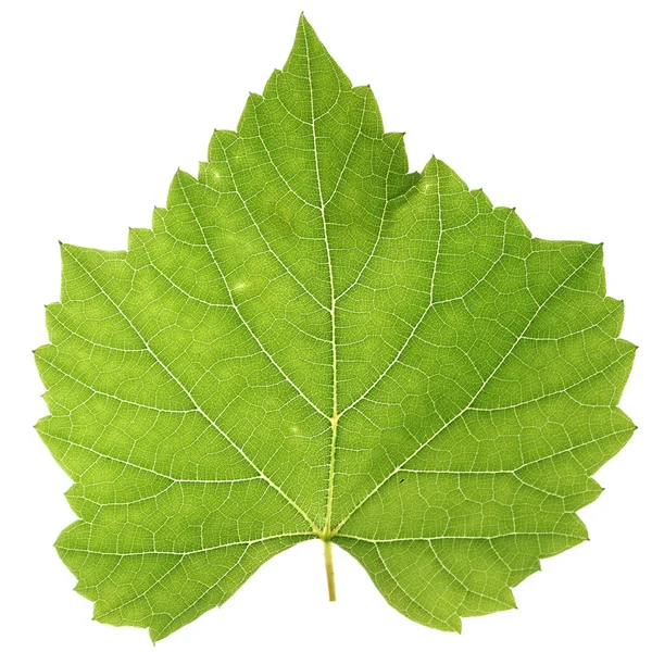 Vine leaf — Stock Photo, Image