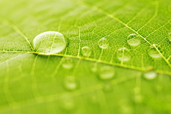 Goccia d'acqua su foglia verde — Foto Stock