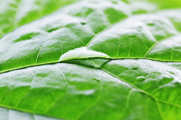 Water drop on green leaf — Stock Photo, Image