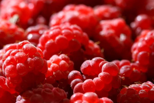 Raspberry achtergrond — Stockfoto