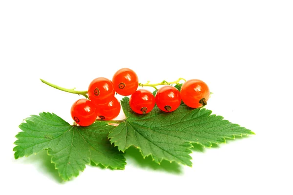 Isolated red currant and leaf — Stock Photo, Image