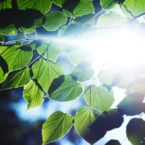 Beautiful leaves — Stock Photo, Image