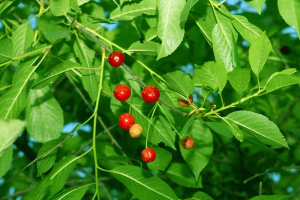 Sweet cherry — Stock Photo, Image