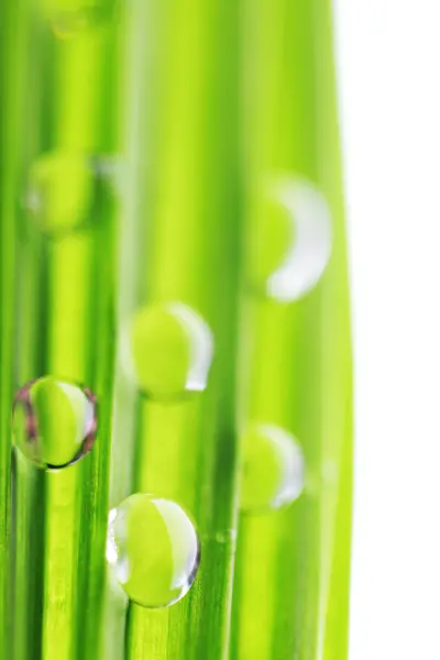 Gotas de agua en la hierba verde — Foto de Stock