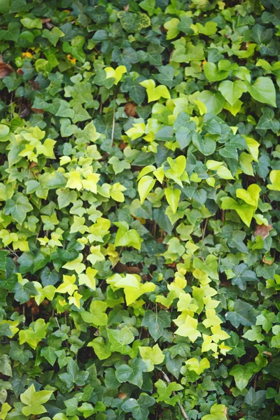 아이비 잎의 녹색 벽 — 스톡 사진