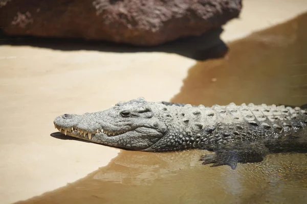 Аллигатор на песке — стоковое фото