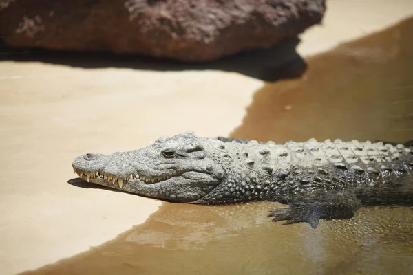 Cocodrilo sobre arena — Foto de Stock