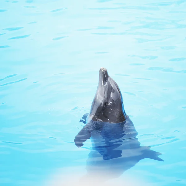 Spectacle de dauphins — Photo