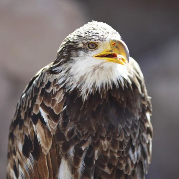 Aquila imperiale spagnola — Foto Stock