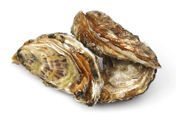 Oesters op wit — Stockfoto