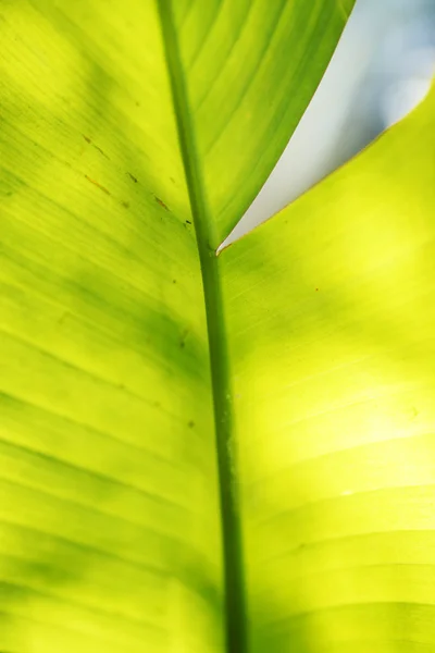 Bananenpalmenblatt in Großaufnahme — Stockfoto