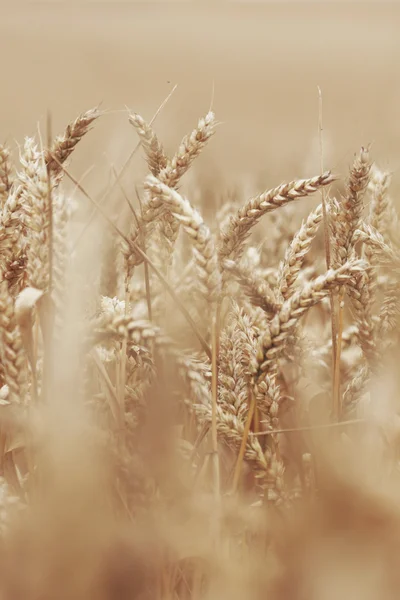 小麦は、ファーム フィールドにクローズ アップ — ストック写真