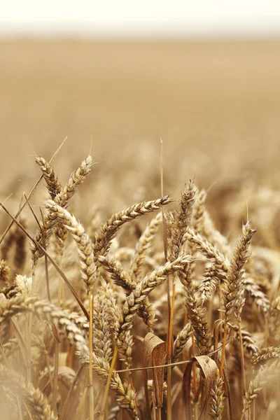 Trigo de cerca en el campo de cultivo — Foto de Stock