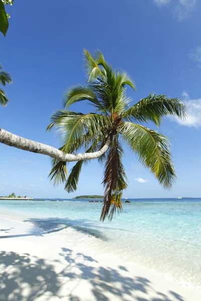 Palm op strand en zee achtergrond — Stockfoto