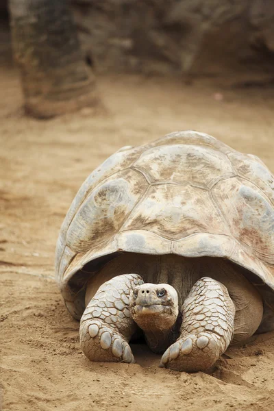 Seychellenschildkröte — Stockfoto