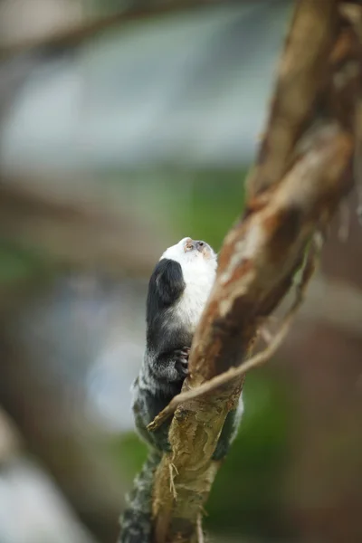 Marmoset dalla testa bianca seduto su un albero — Foto Stock