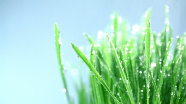 Groen gras onder de regen — Stockvideo