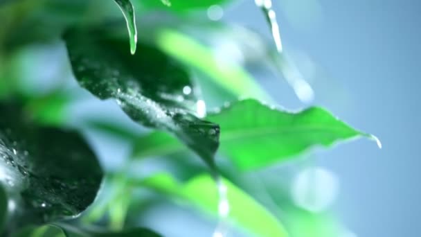 Macro gota de agua sobre hojas verdes — Vídeos de Stock