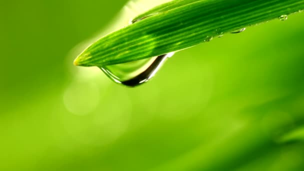 Waterdrop vallen van gras blad close-up — Stockvideo