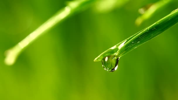 잔디 잎 근접 촬영에서 떨어지는 물방울 — 비디오