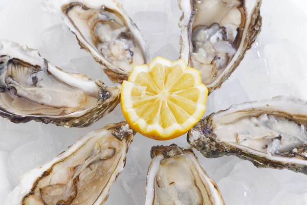 Oysters with lemon — Stock Photo, Image