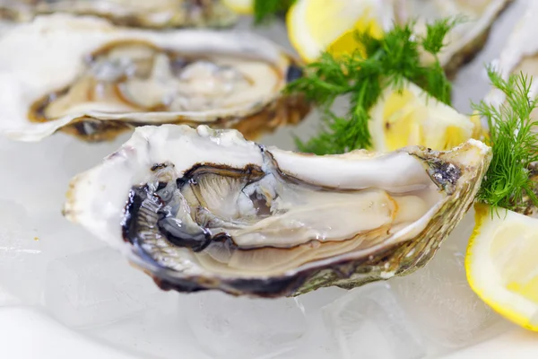 Oysters with lemon and dill — Stok fotoğraf