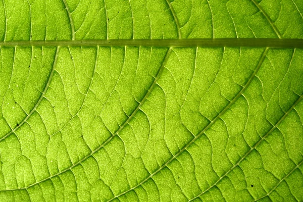Green leaf vein — Stock Photo, Image