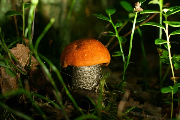 Bolete — Stockfoto