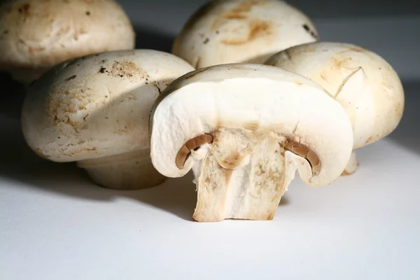 Champignon Ordförande — Stockfoto