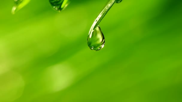 Waterdrop vallen van gras blad close-up — Stockvideo