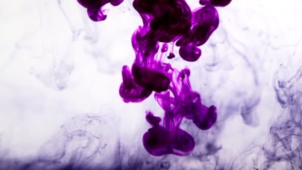 Abstract purple ink in water isolated — Stock Video