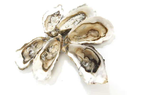 Oesters op wit — Stockfoto