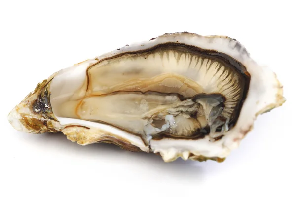 Oyster on white — Stock Photo, Image