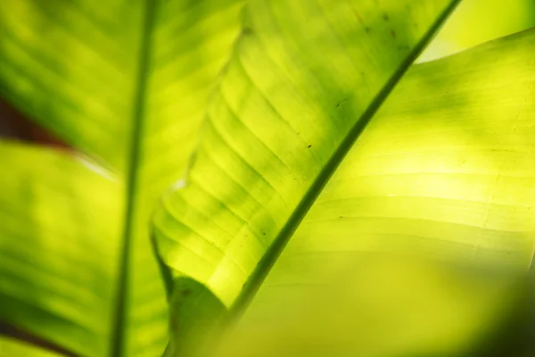 Лист банановой пальмы крупным планом — стоковое фото