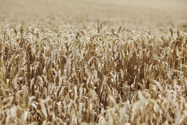 Pšenice zblízka na statku pole — Stock fotografie