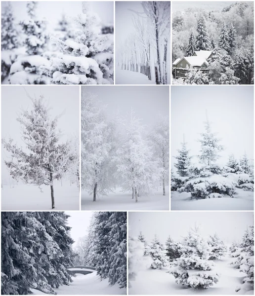 Smow에서 겨울 나무의 합성 — 스톡 사진