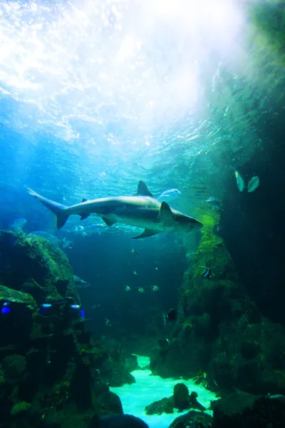Hai unter Wasser — Stockfoto